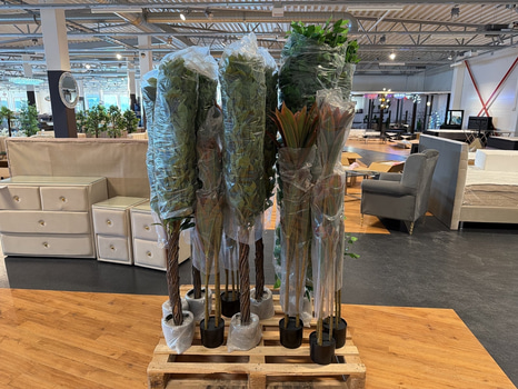 11 st konstväxter, ca 120-180 cm