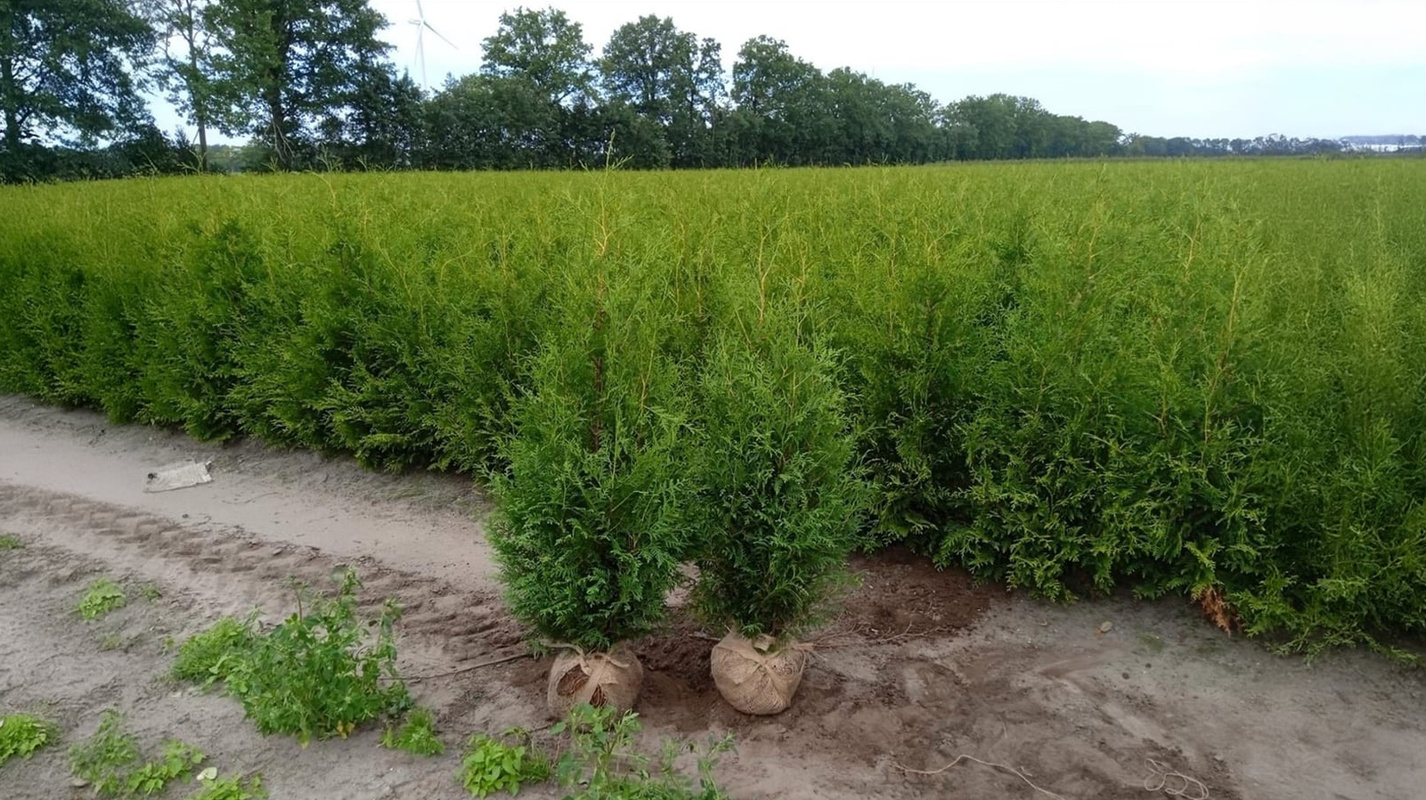 Partier med diverse häckplantor